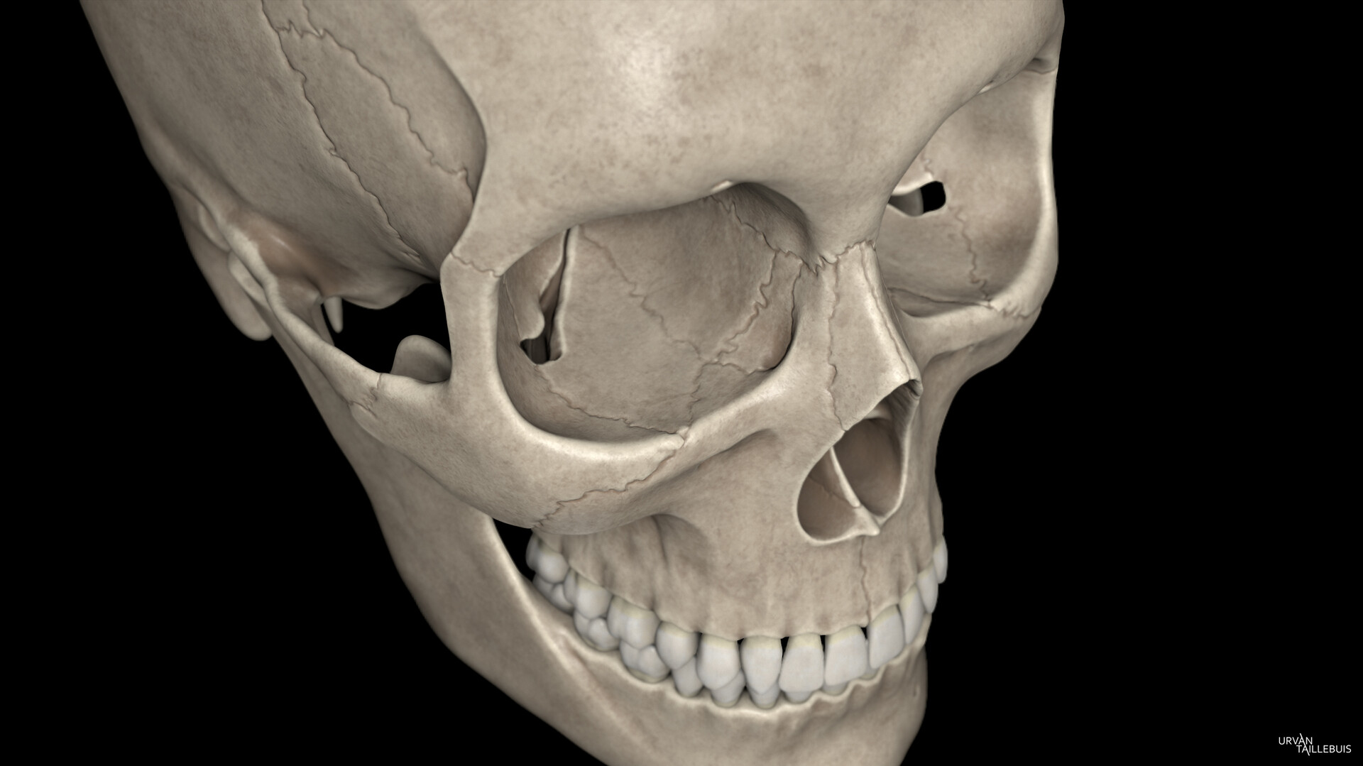 Urvan Taillebuis - Human Skull Study