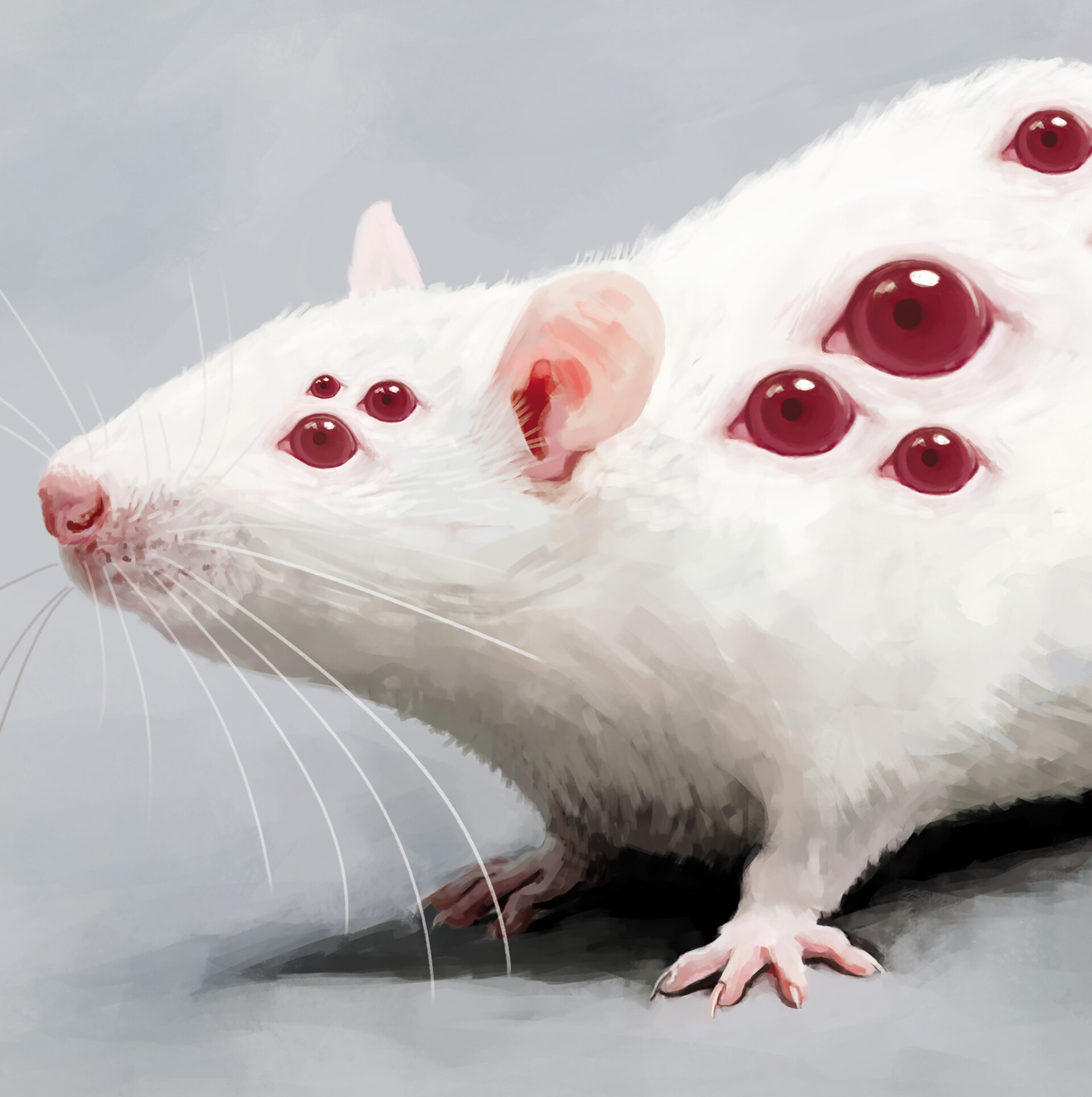 White rat outlet