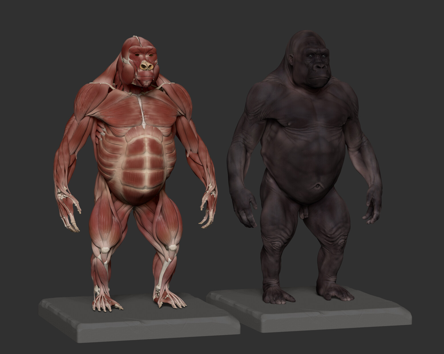 I did a quick pass of polypaint to highlight muscles' body vs tendons and aponeurosis. 