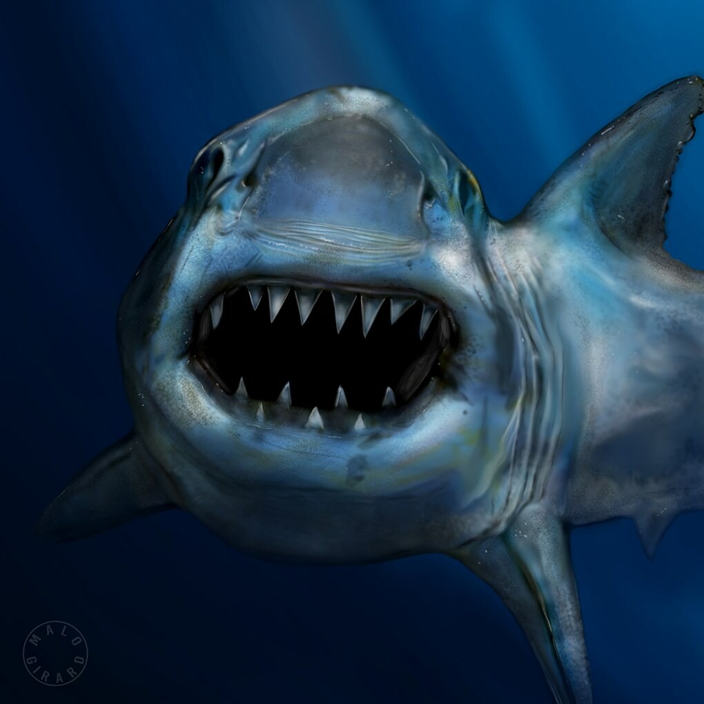 ArtStation - Grand requin blanc - Carcharodon carcharias