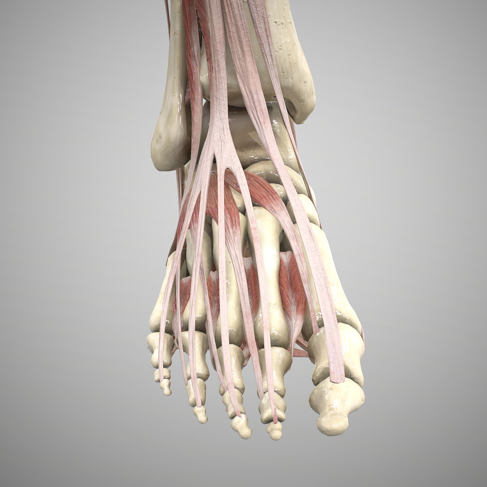 Anterior Foot 