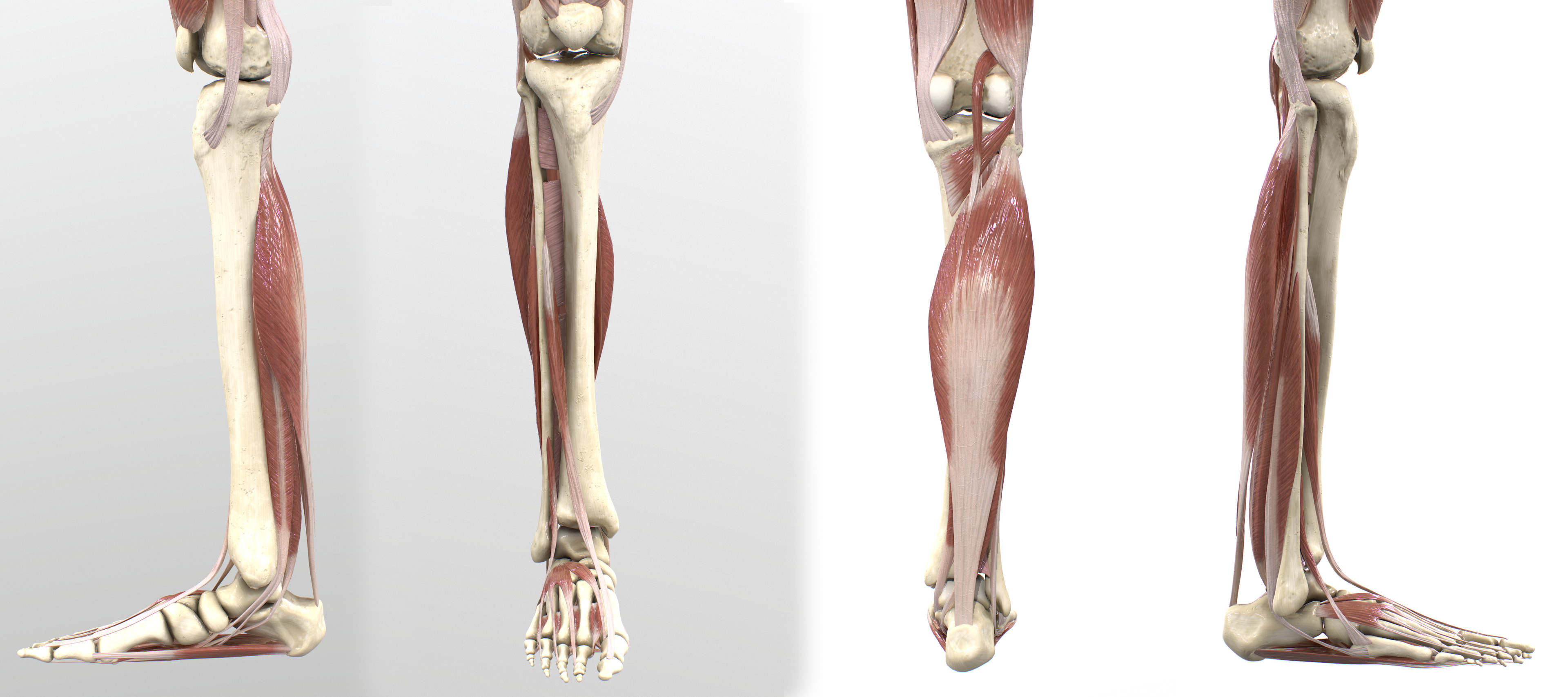 Leg Intermediate Muscles