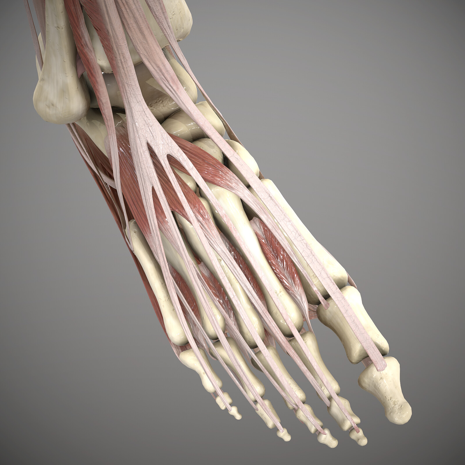 Perspective Foot