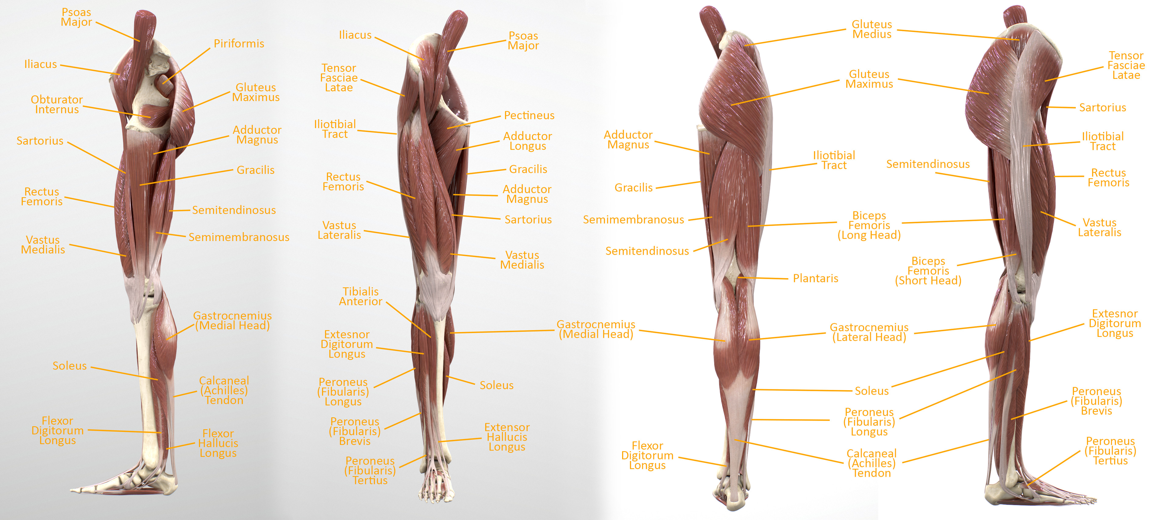 Lower Limb Superficial Muscles