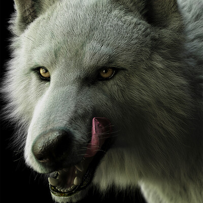 Massimo righi color 1k