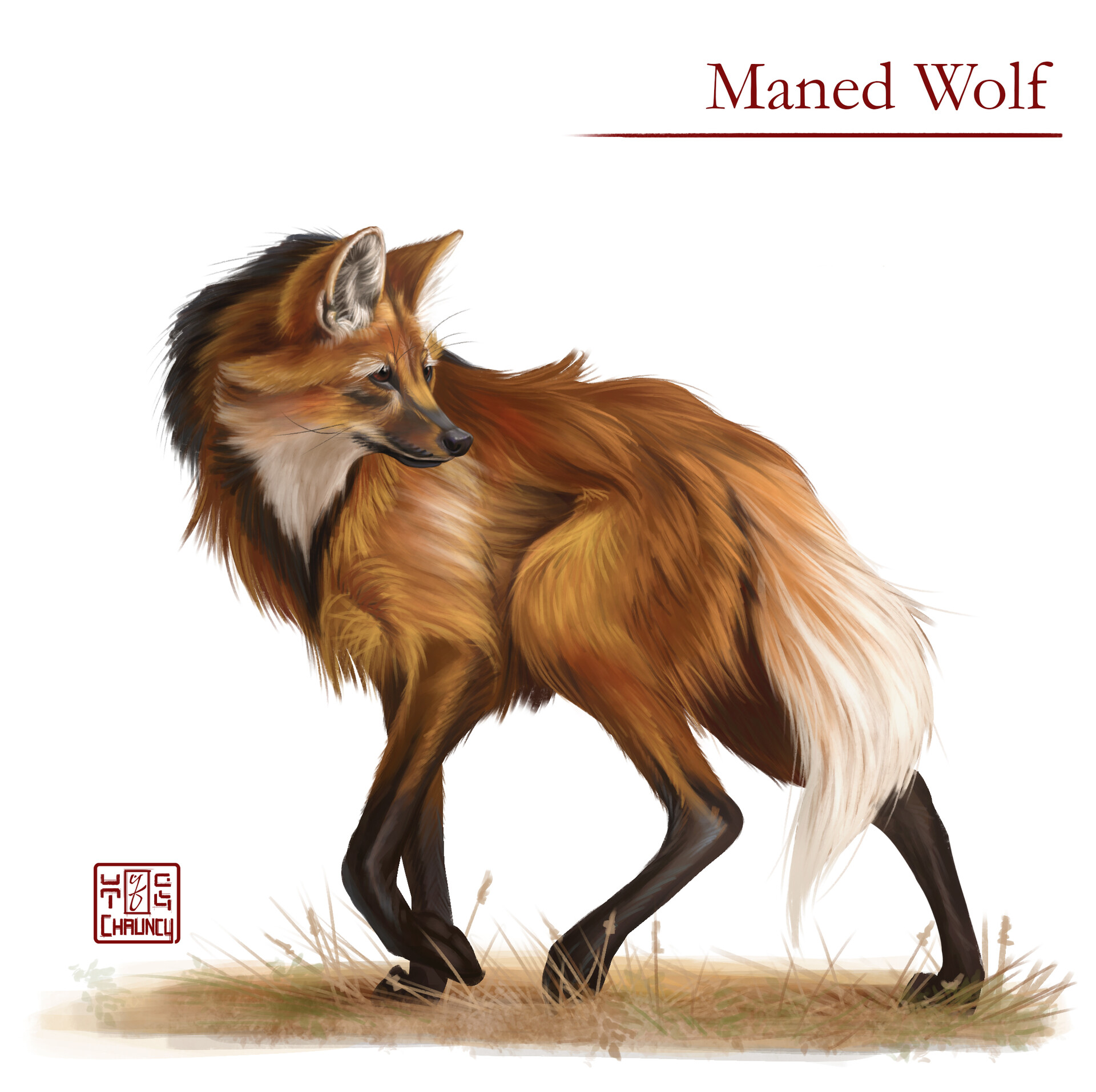 Chauncy Felisz Maned Wolf Study