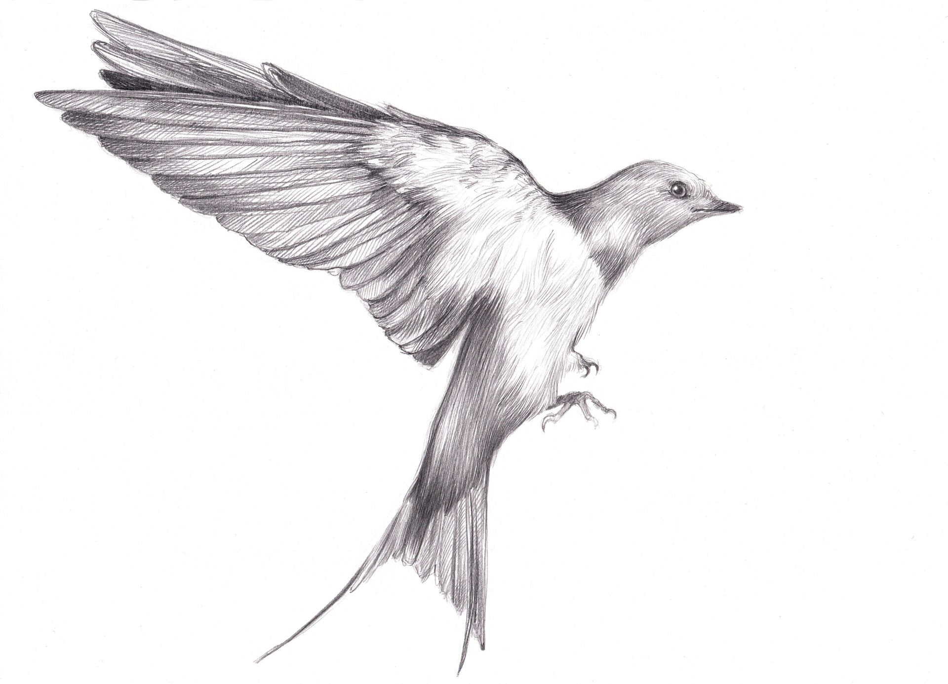 Black and white pencil drawing of a bird gathering berries - AI Generated  Artwork - NightCafe Creator