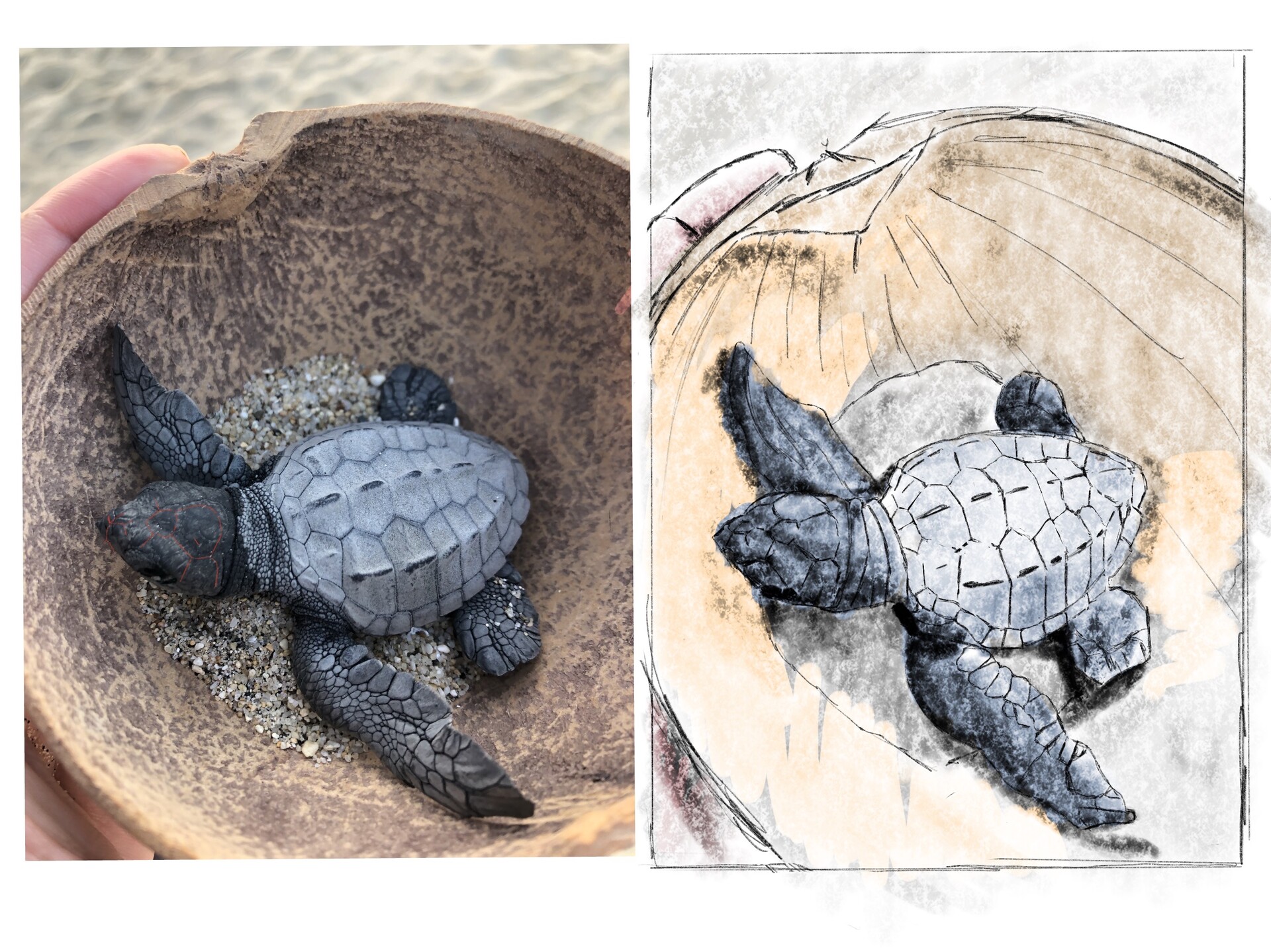 Baby Sea Turtle Drawing Classic Round Sticker  Zazzle