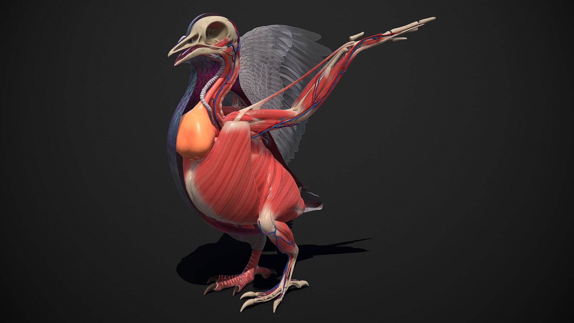 Особенности скелета и мускулатуры птиц. Анатомия индюшки. Мышцы птиц. Мускулатура птиц. Мышцы птицы анатомия.