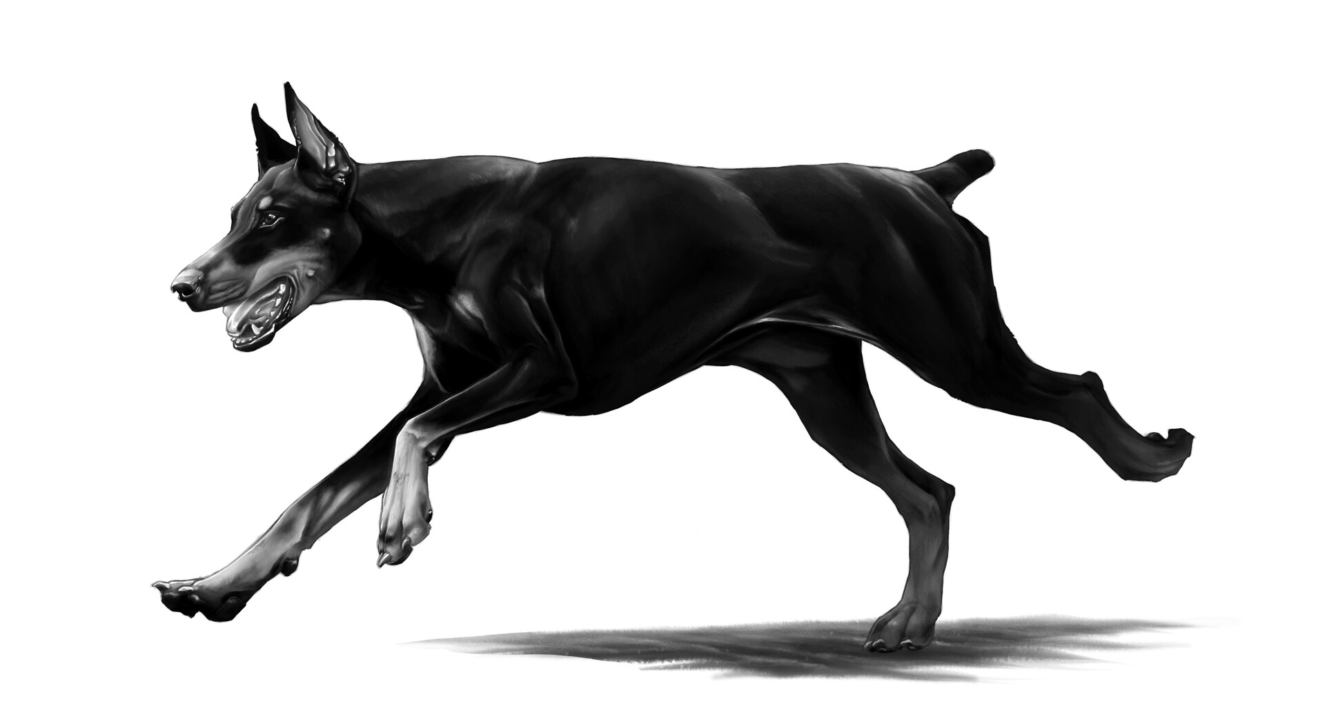 Doberman in action sales