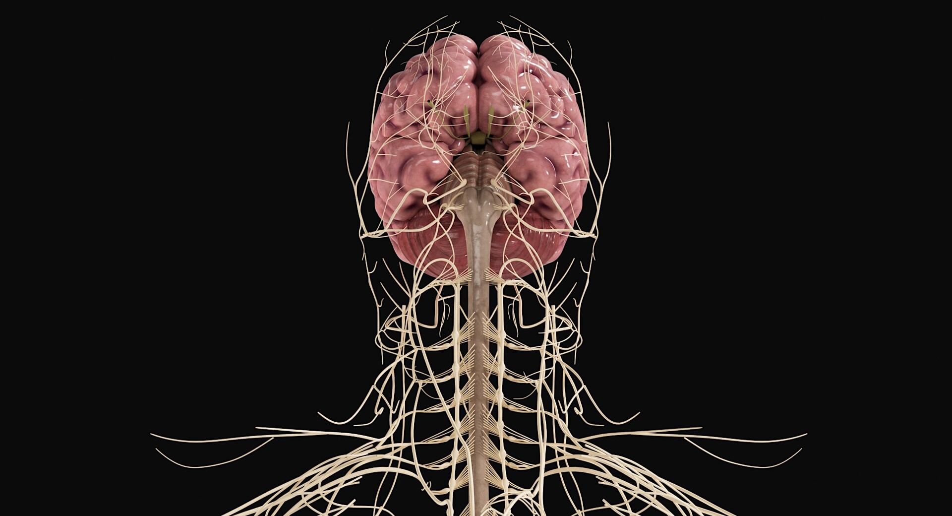 Andrew Vish Realistic 3d Model Of Nervous System Created By Nice