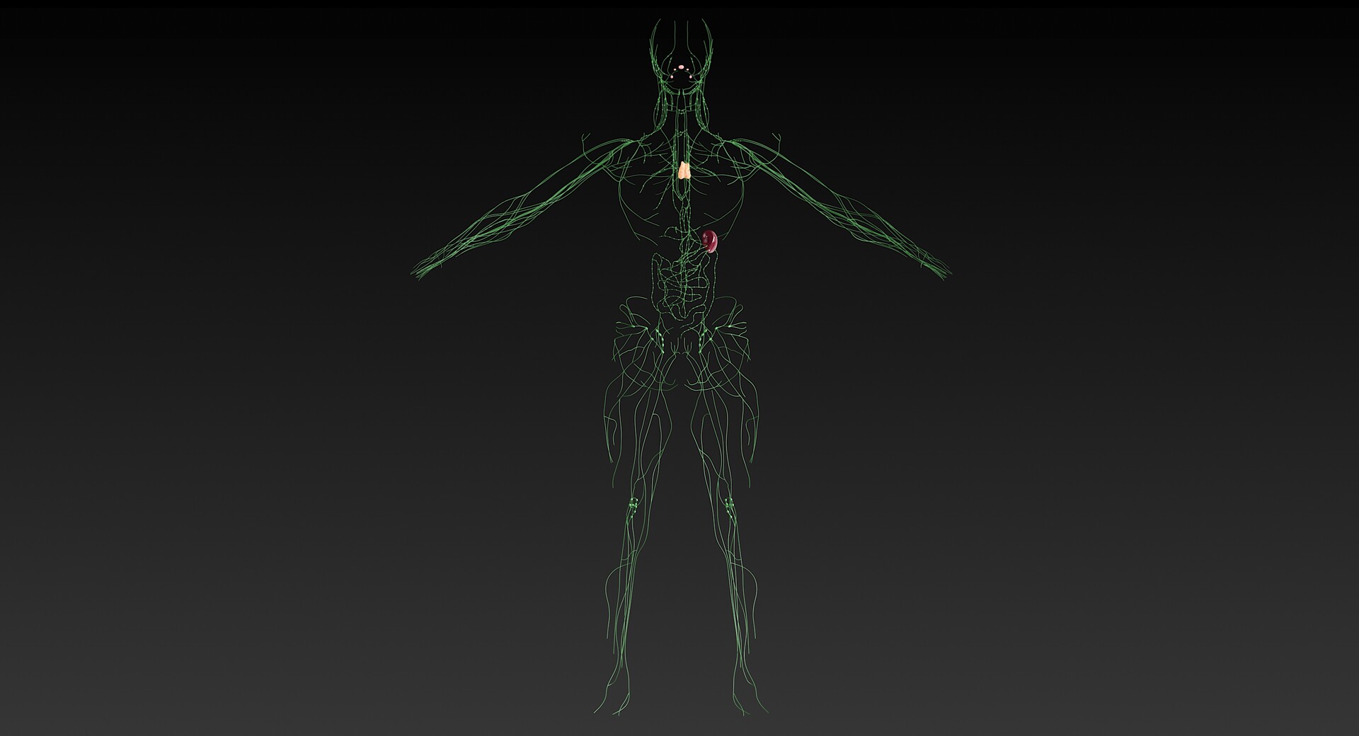 Andrew Vish Realistic 3d Model Of Lymphatic System