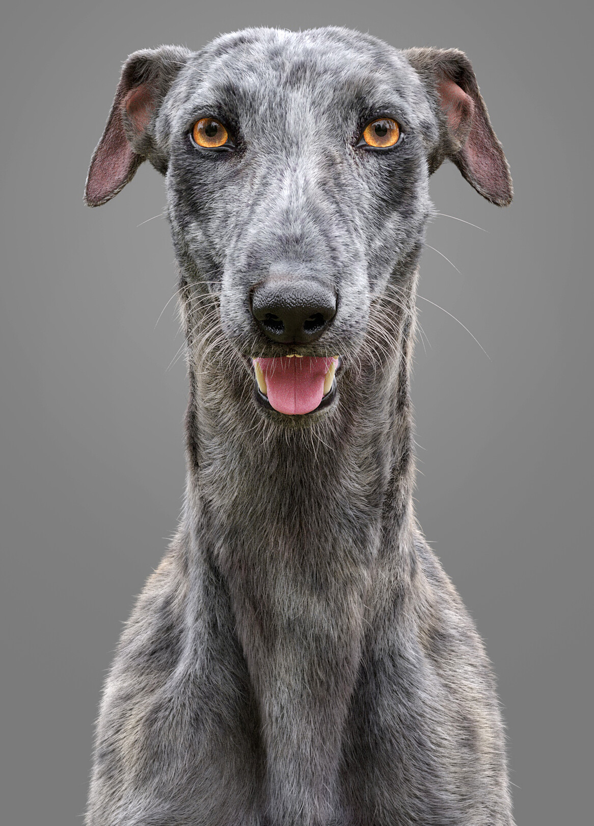 greyhound dog face