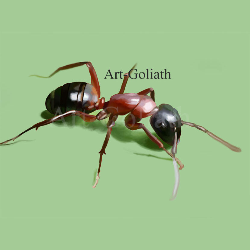 Ant ink