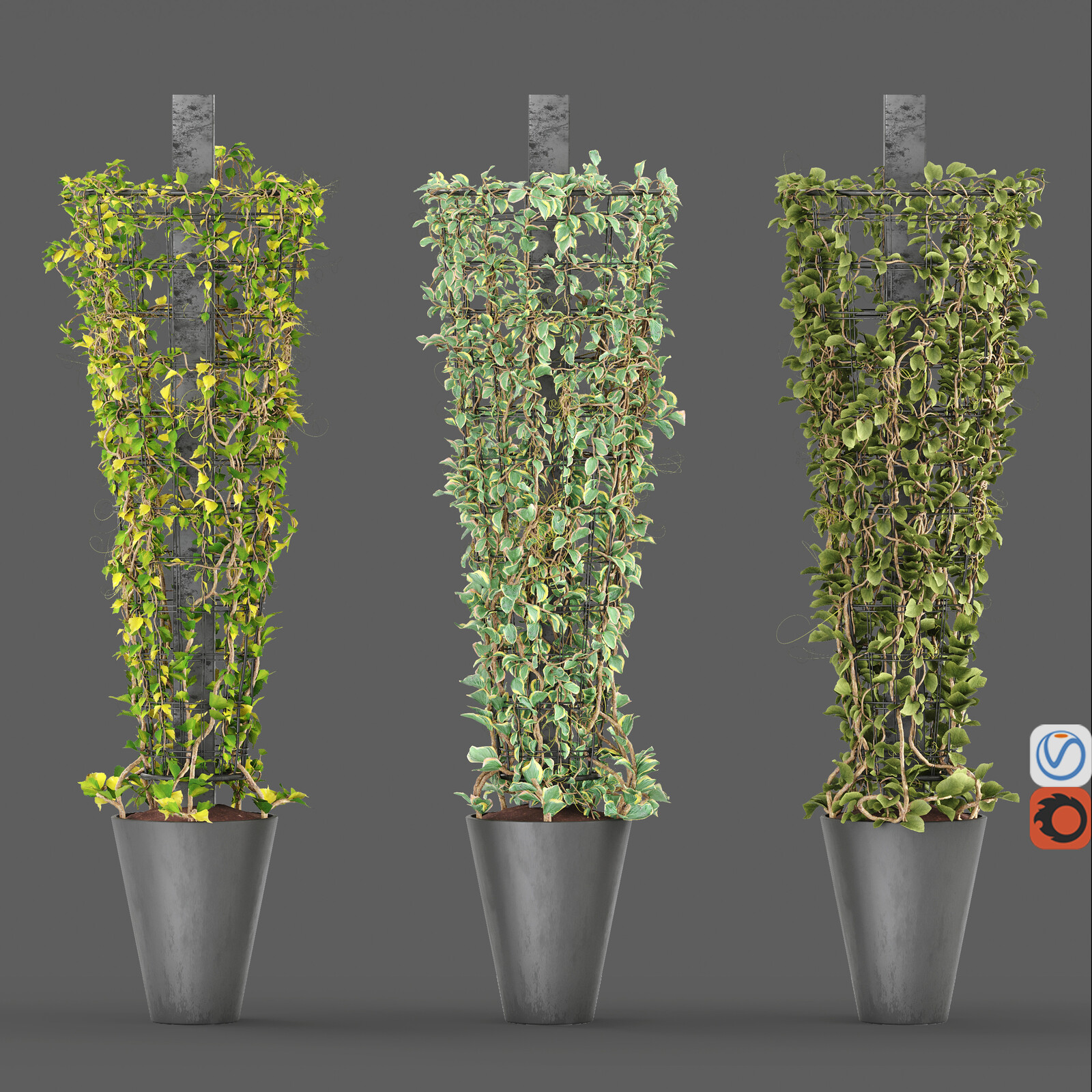 Creeping plant on Metal Column