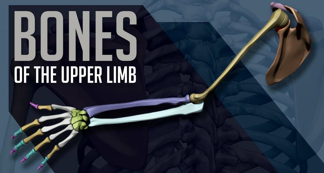 Upper limb bones