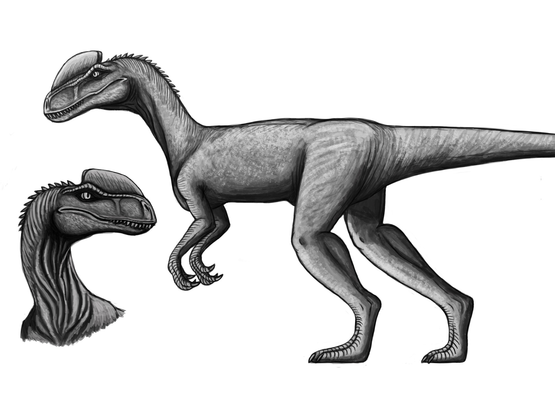 Artstation Dilophosaurus Kimberly Mattia Animation of dinosaur dilophosaurus in rotation 360 degree on black background. artstation dilophosaurus kimberly mattia