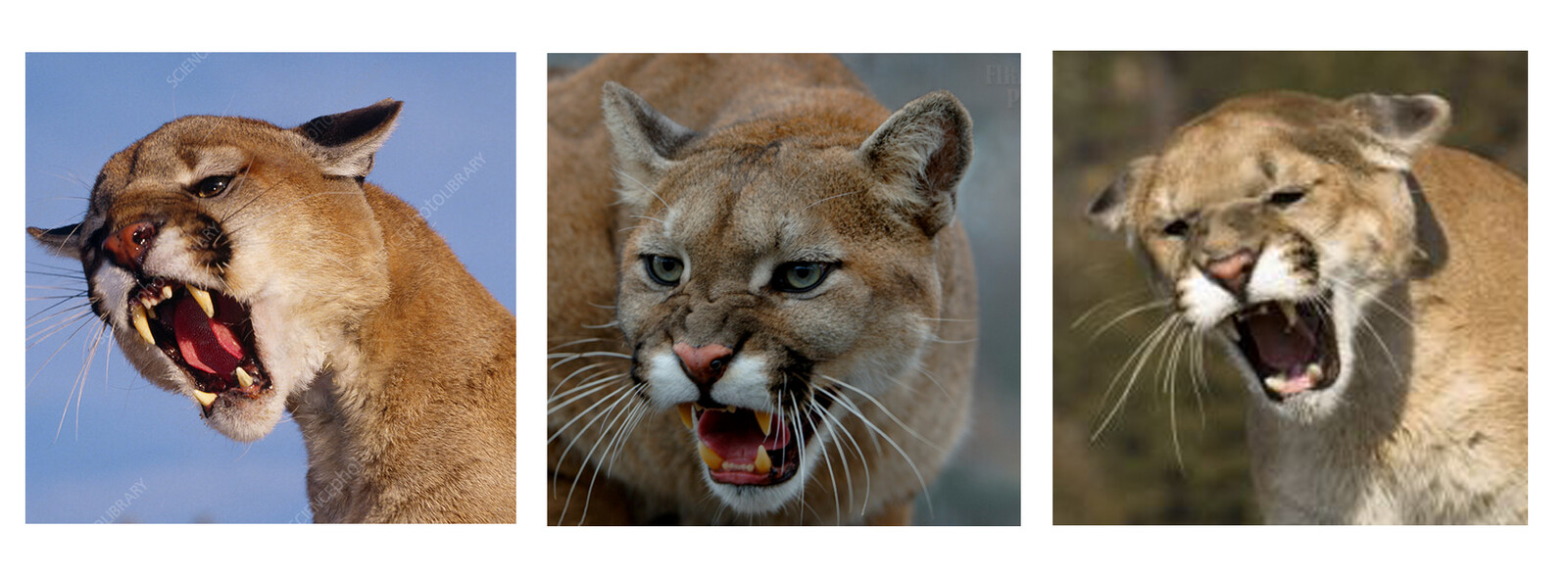Cougar photo reference