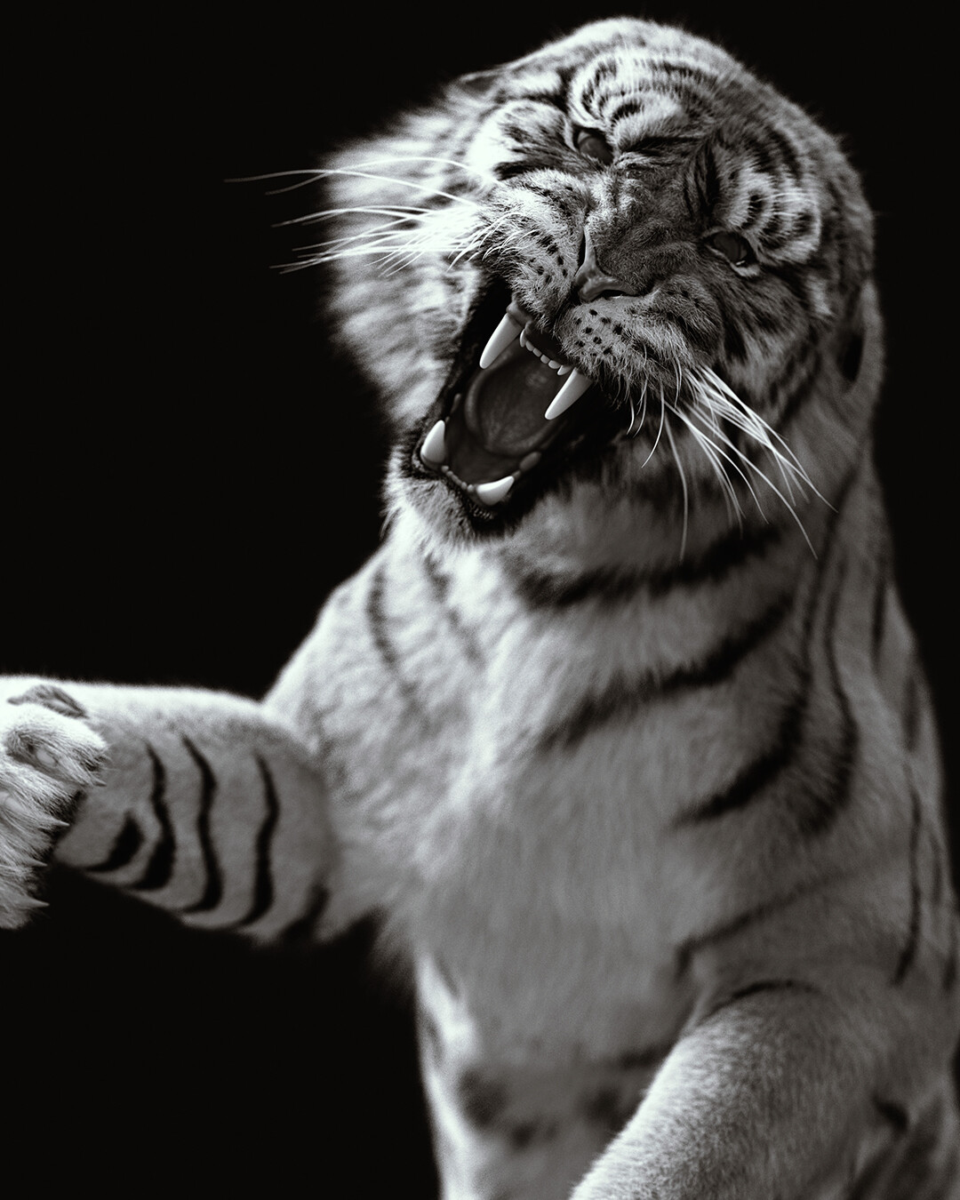 Tiger Standing