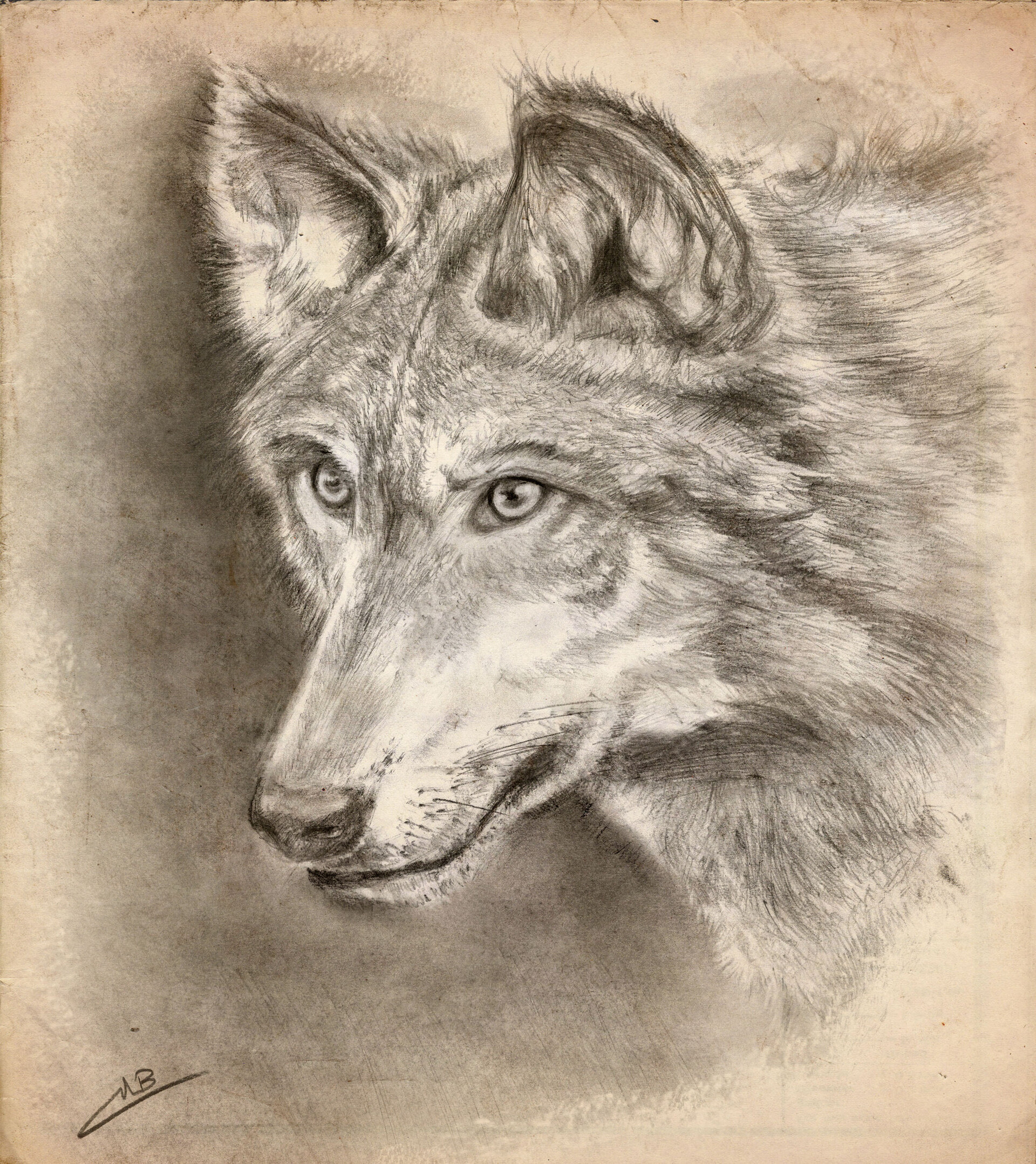 ArtStation - Charcoal drawing of The Wolf