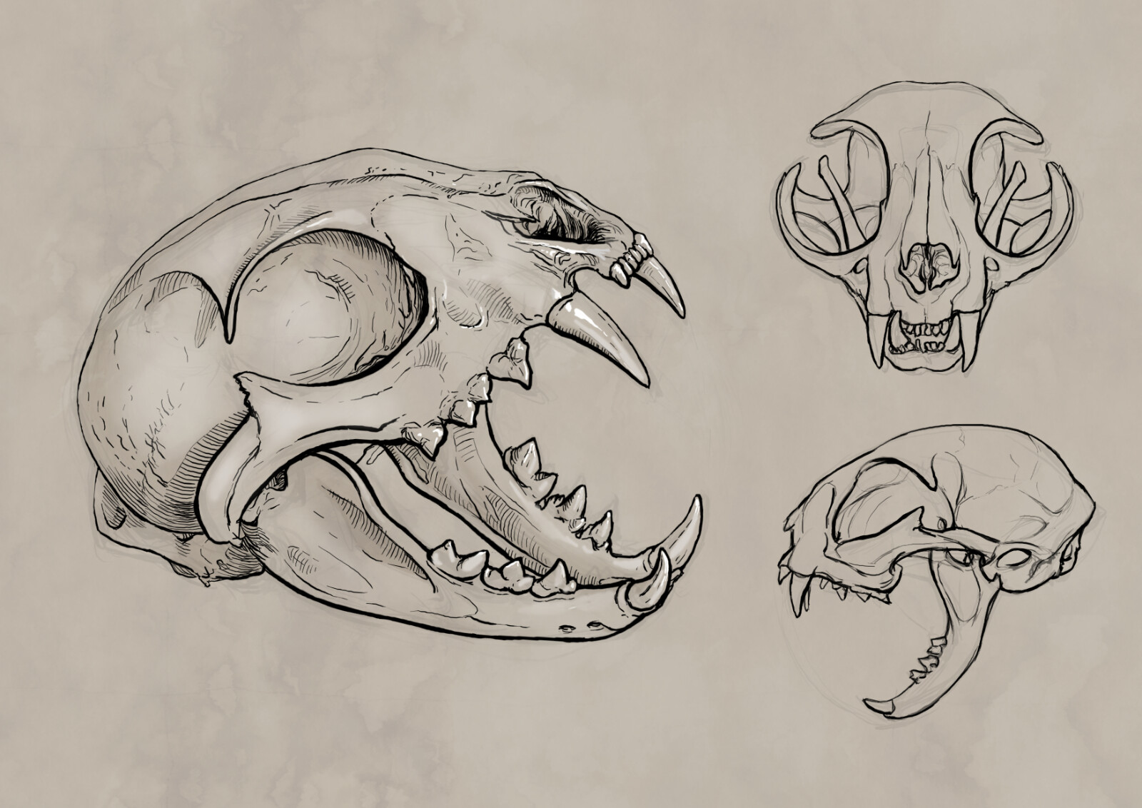 ArtStation Animal skulls