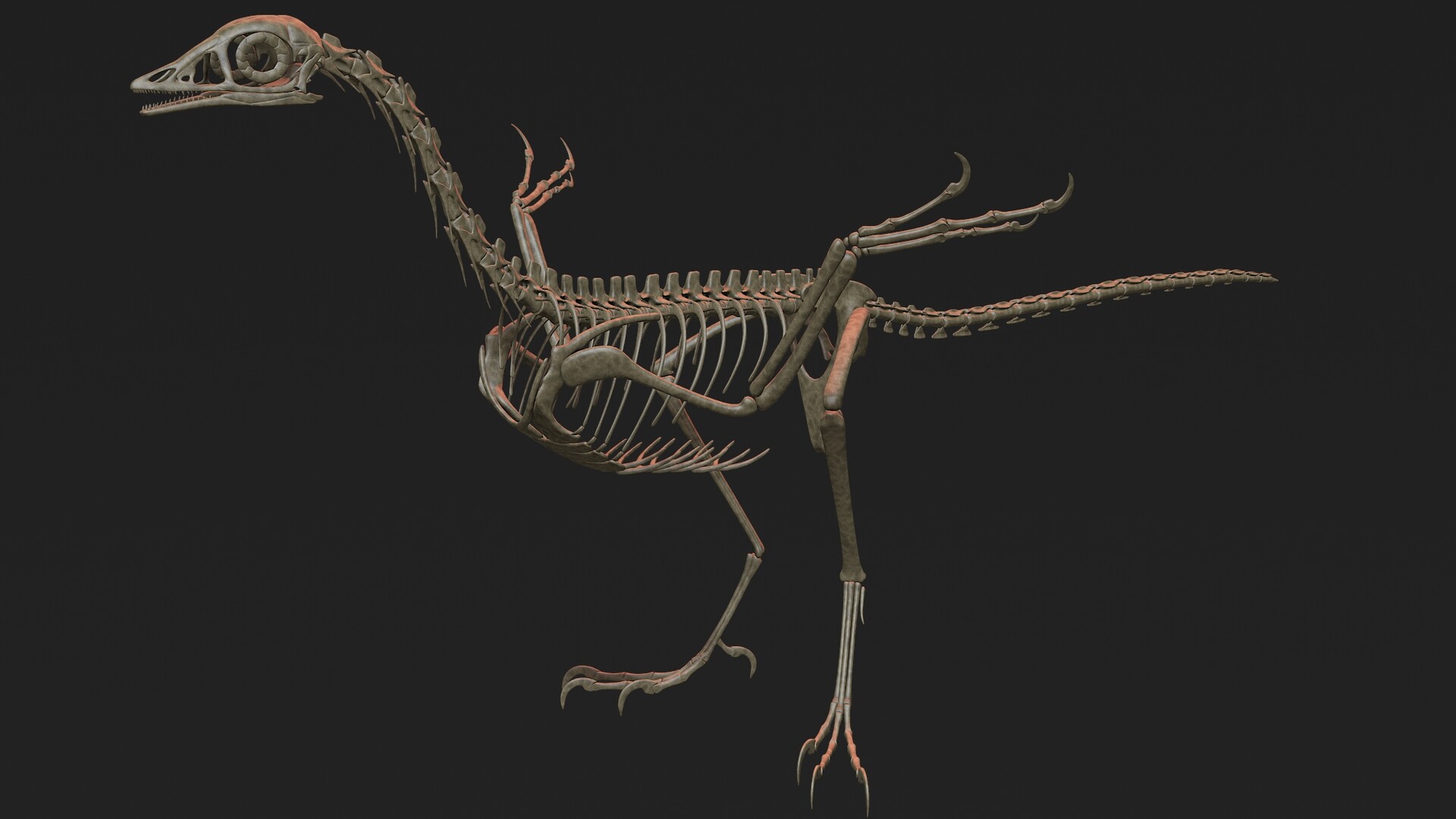 pterodactyl dinosaur bones