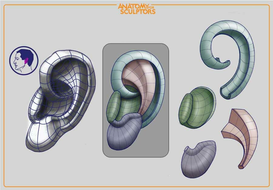Realistic and block out of an ear