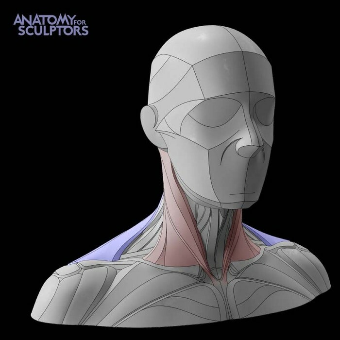 https://cdnb.artstation.com/p/assets/images/images/027/855/531/large/anatomy-for-sculptors-neck-block-out-for-sculpting-hex-upwards.jpg?1592766029