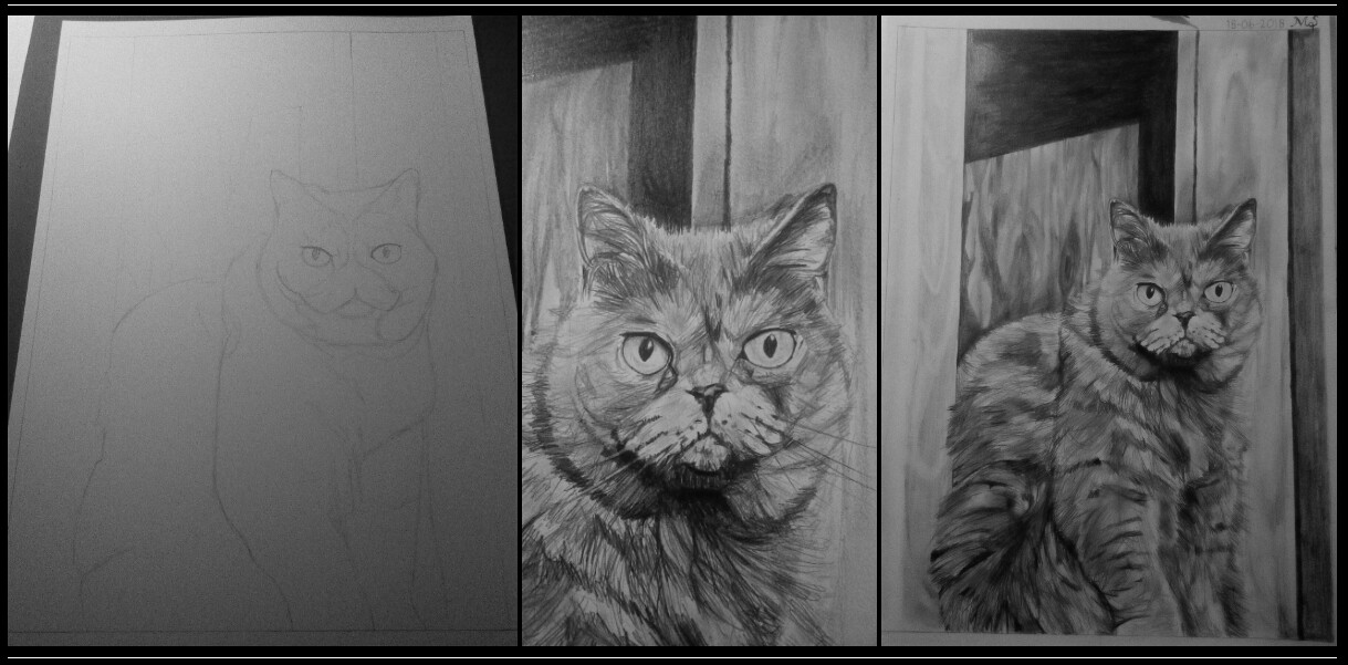 Maxxis Art - Cat