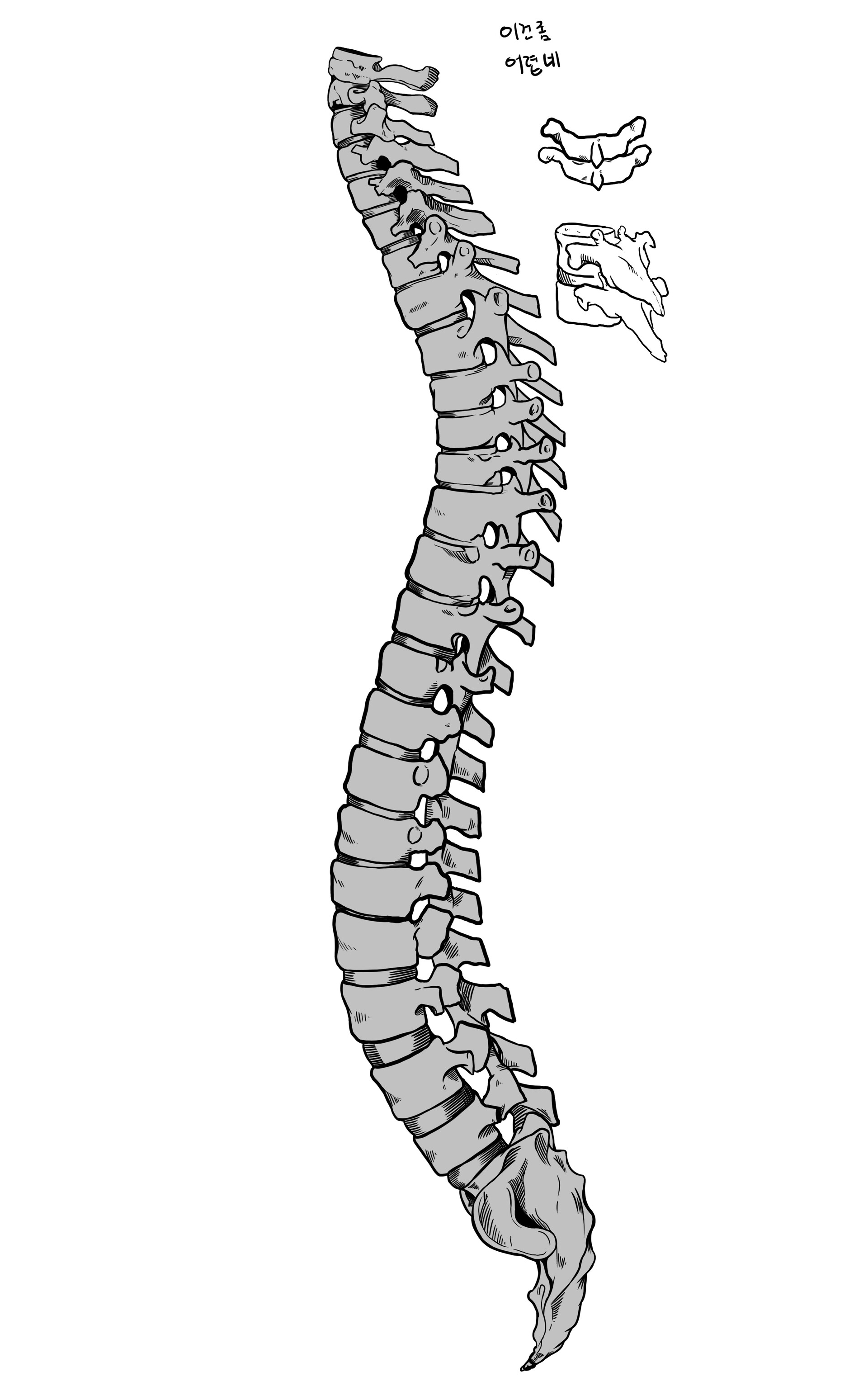 Kim Byeonggon Cranial bone drawing & spine drawing