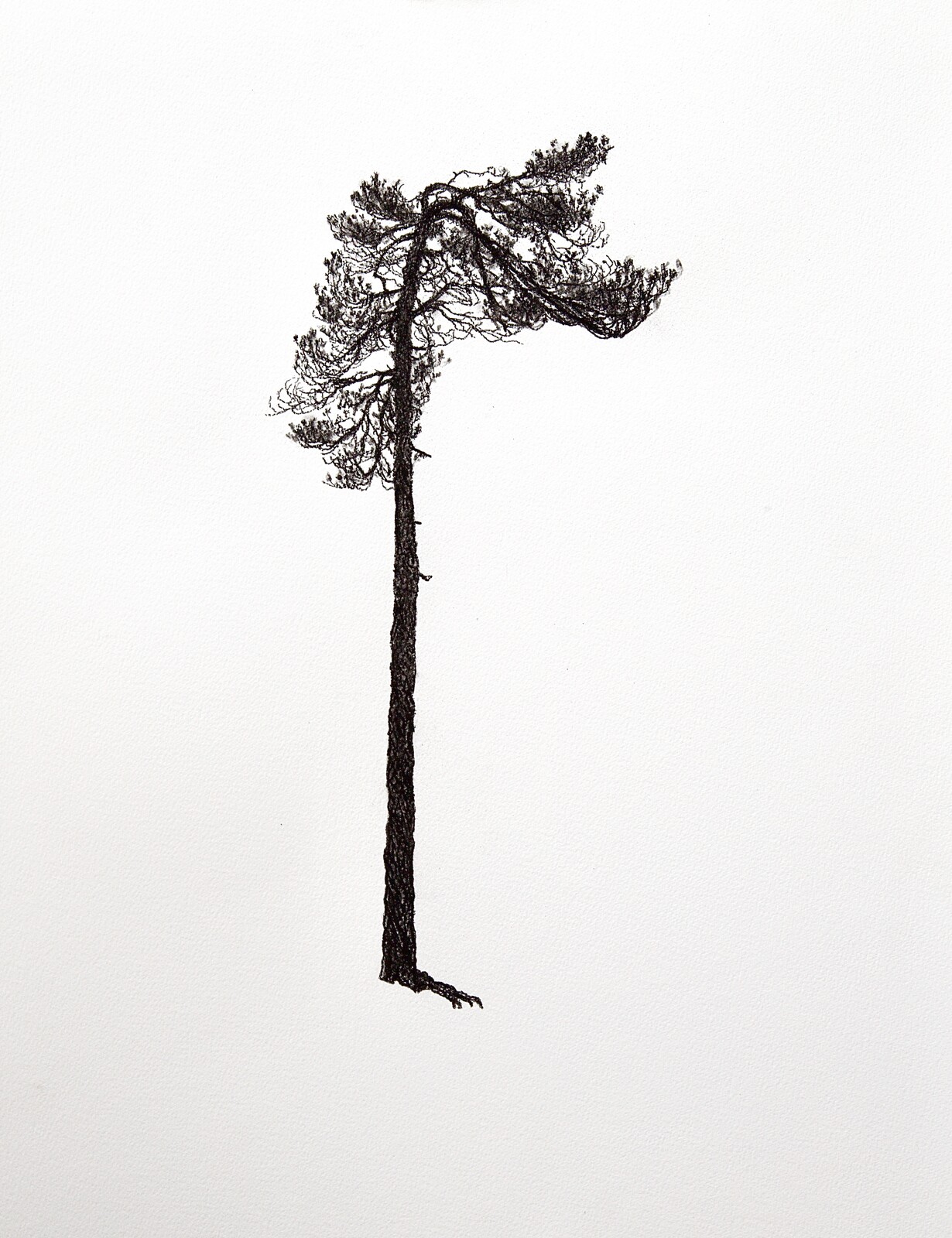 Jack Pines (feat. Birch bark)