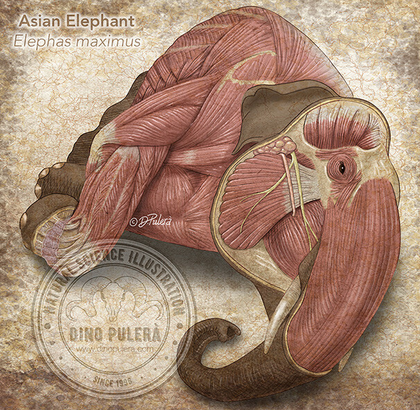 Artstation Animal Anatomy Dino Pulera