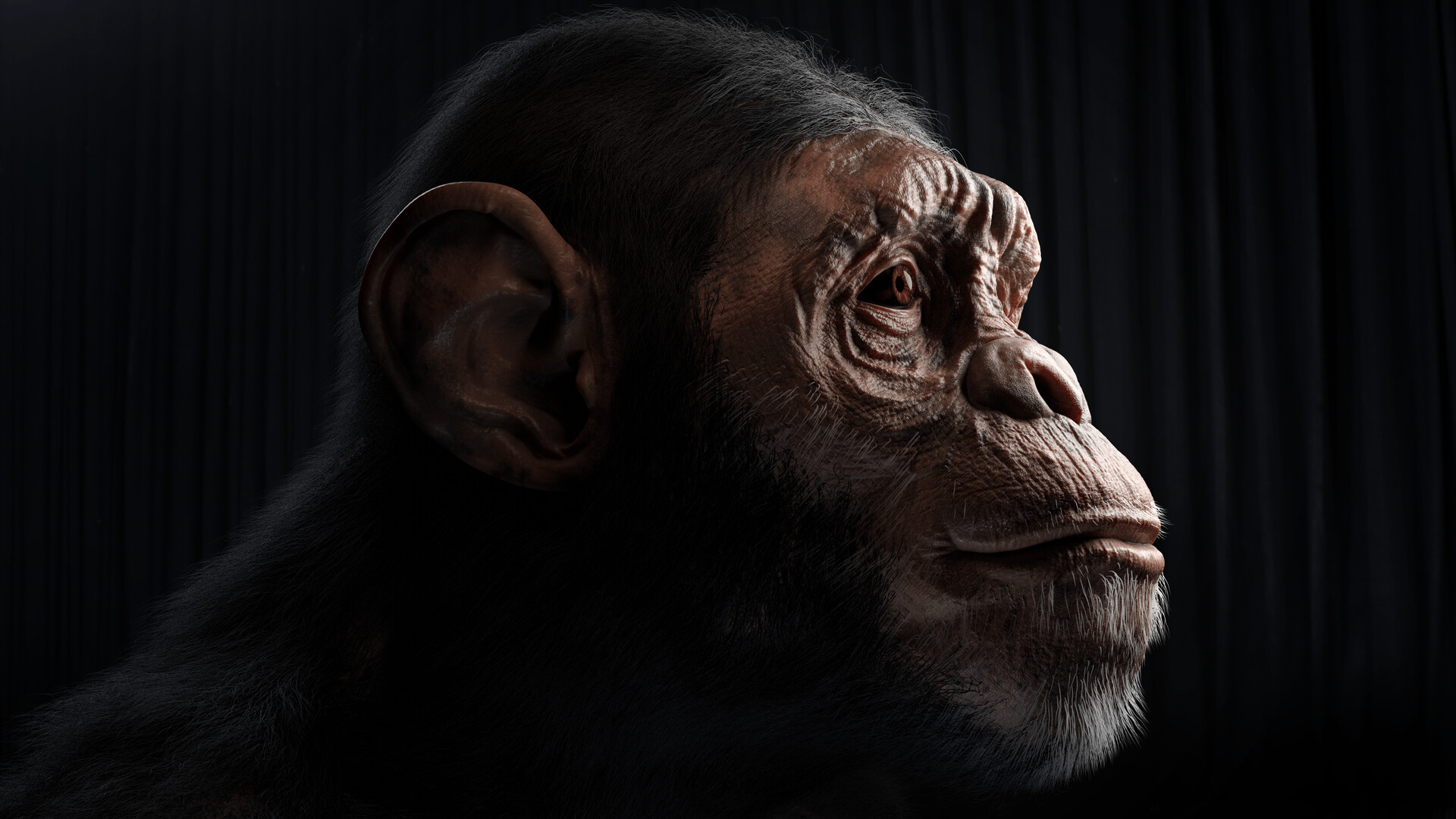 ArtStation MONKEY HEAD