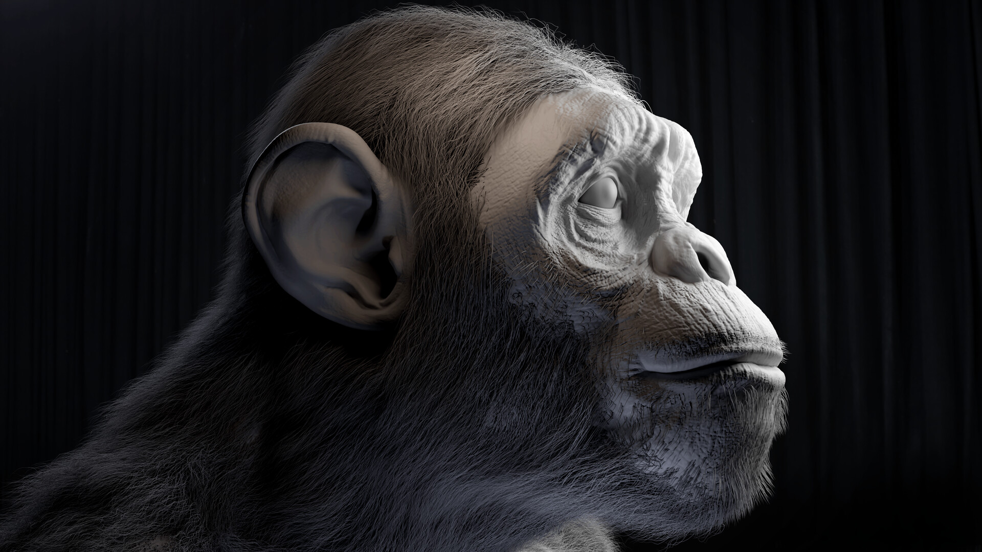 Boris monkey cheap