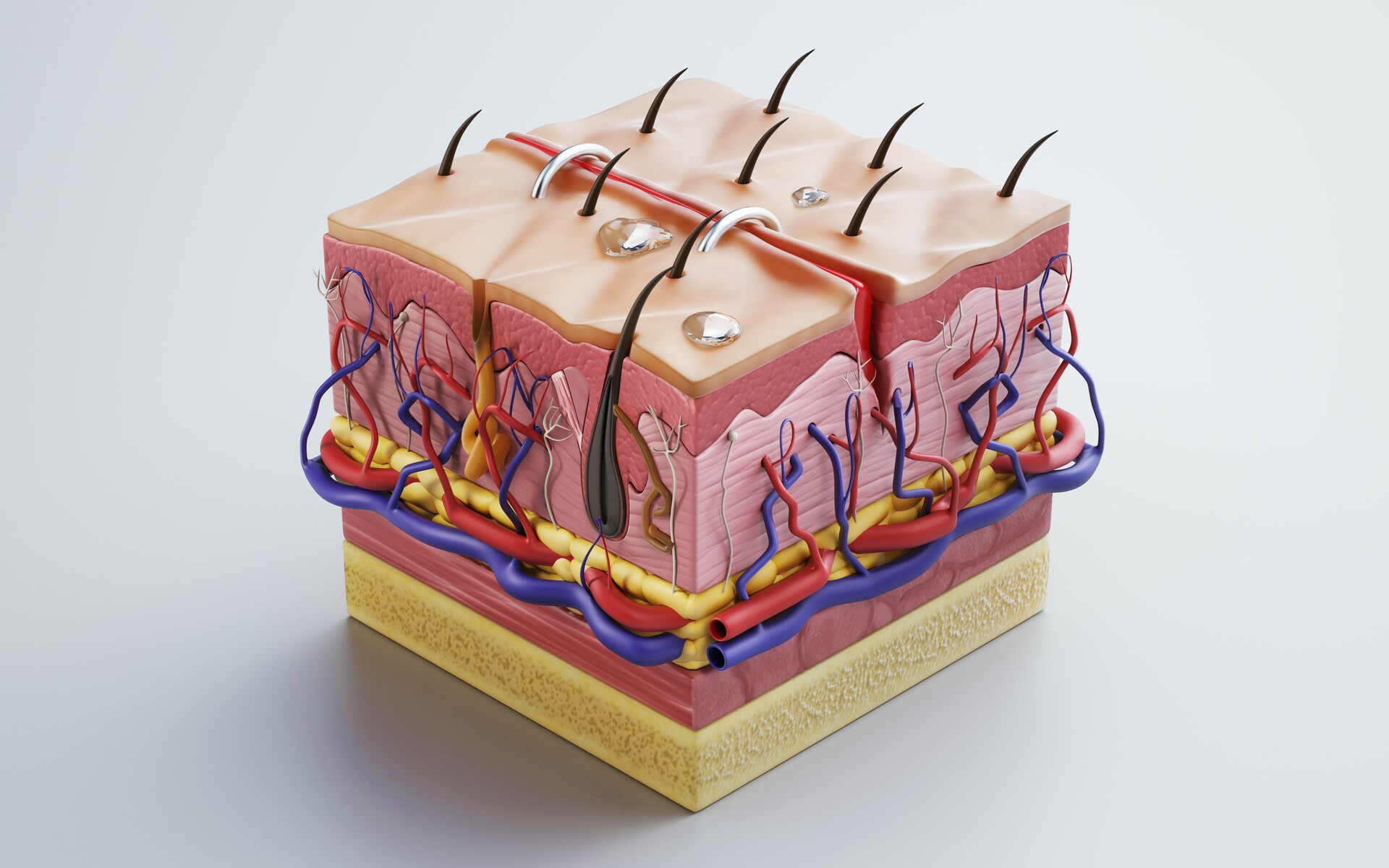 ArtStation - Skin cross sections-damaged skin-cut skin- with ...