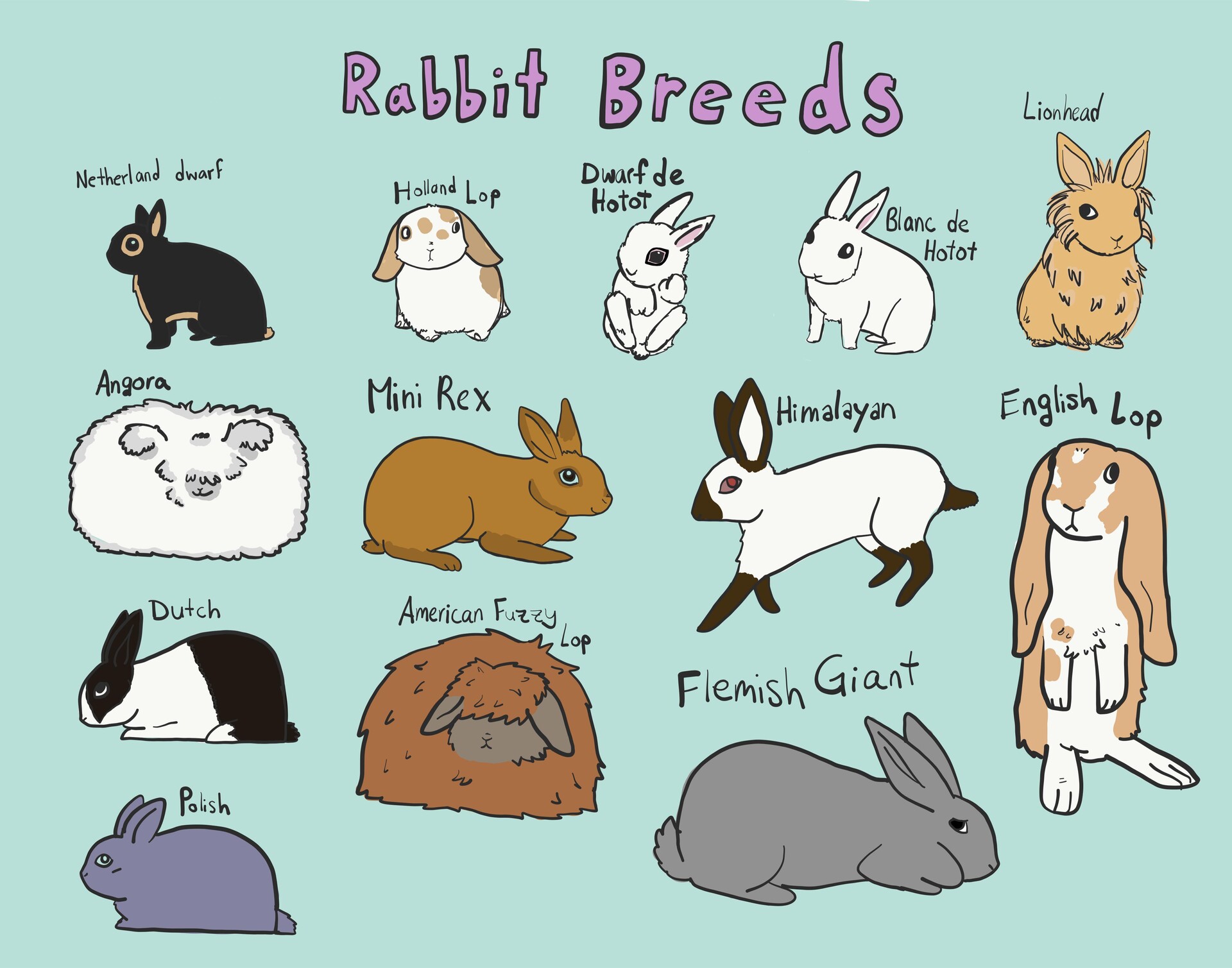 rabbit breeds with pictures