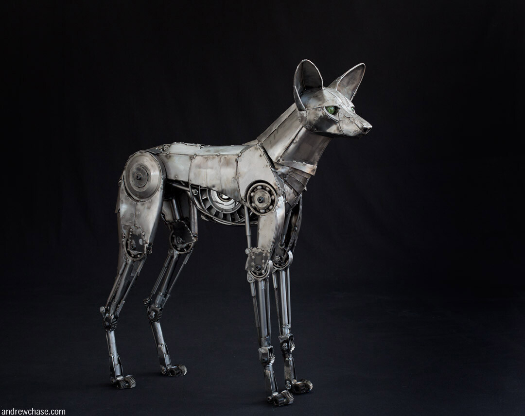 Maned  Wolf - side view