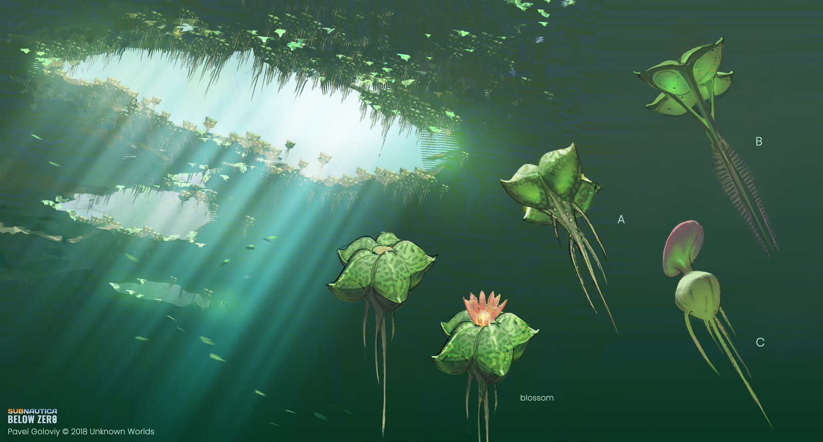 Water surface floating plants