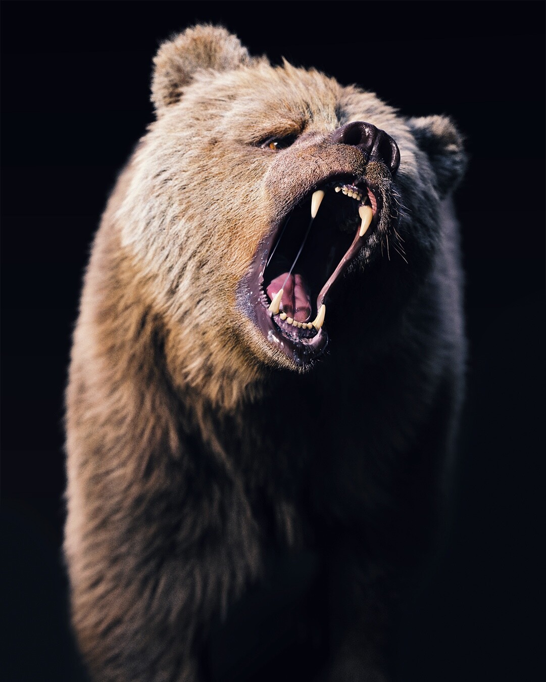 Bear - new model