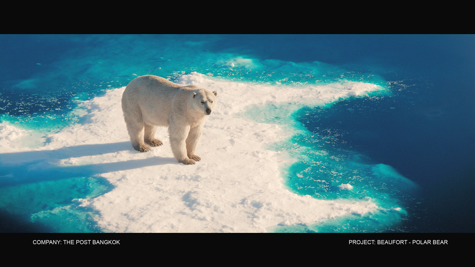Final : Polar Bear