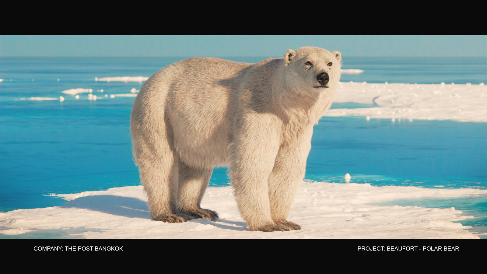 Final : Polar Bear