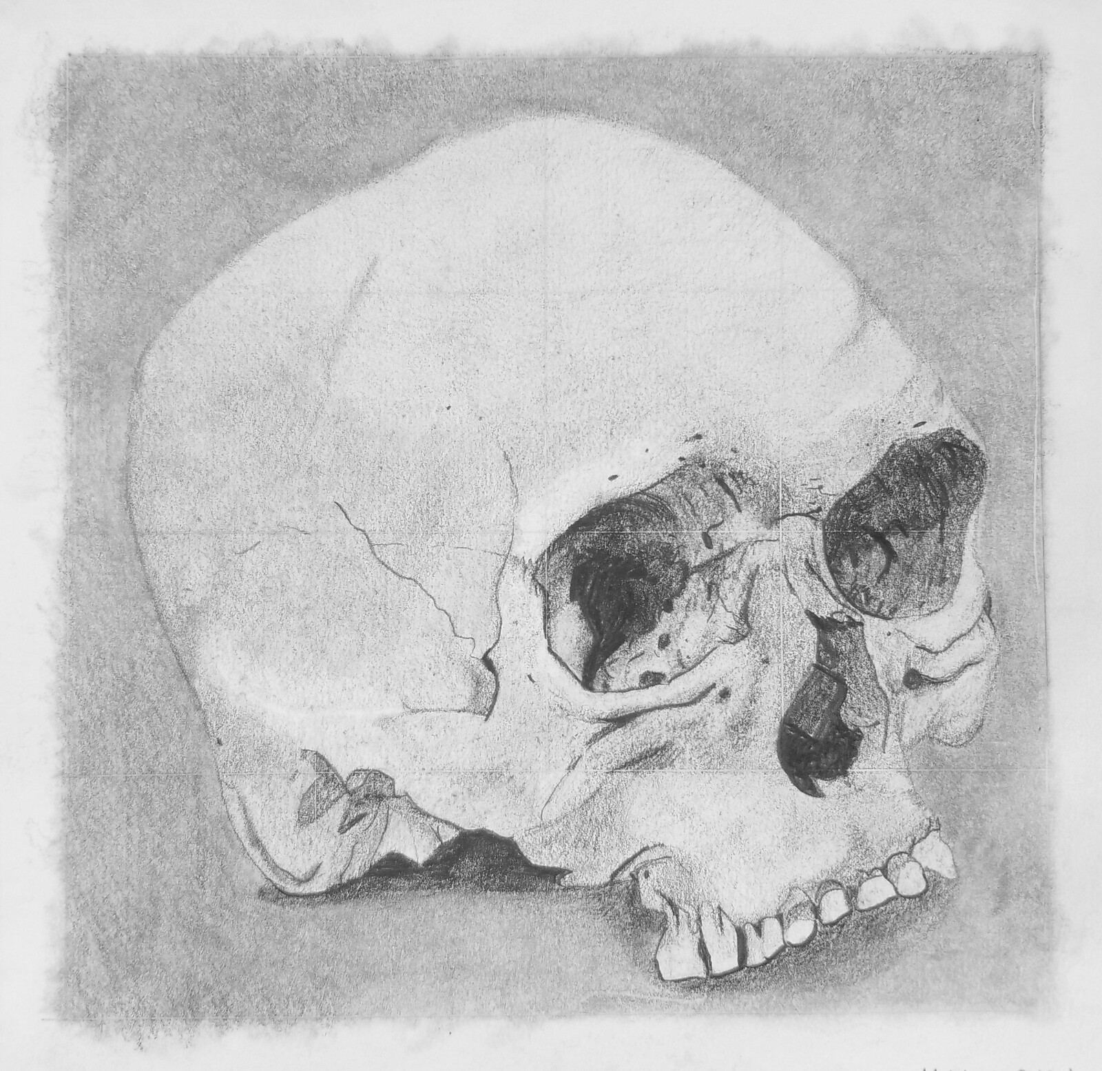 Skull