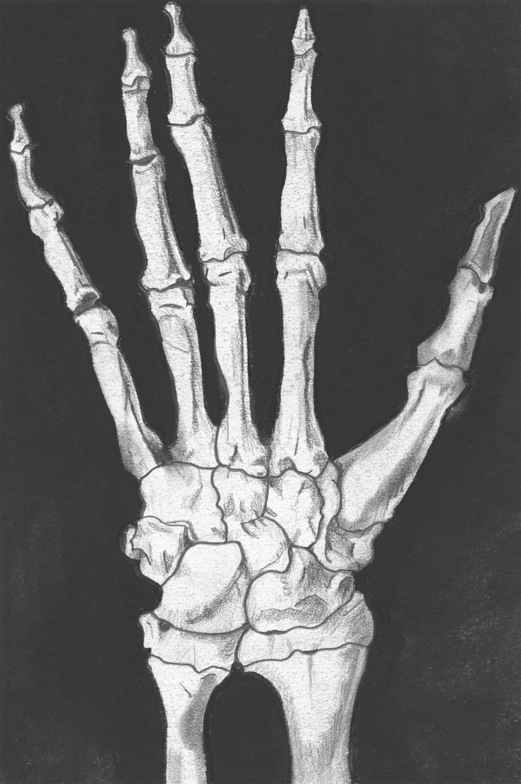 Skeleton Hand