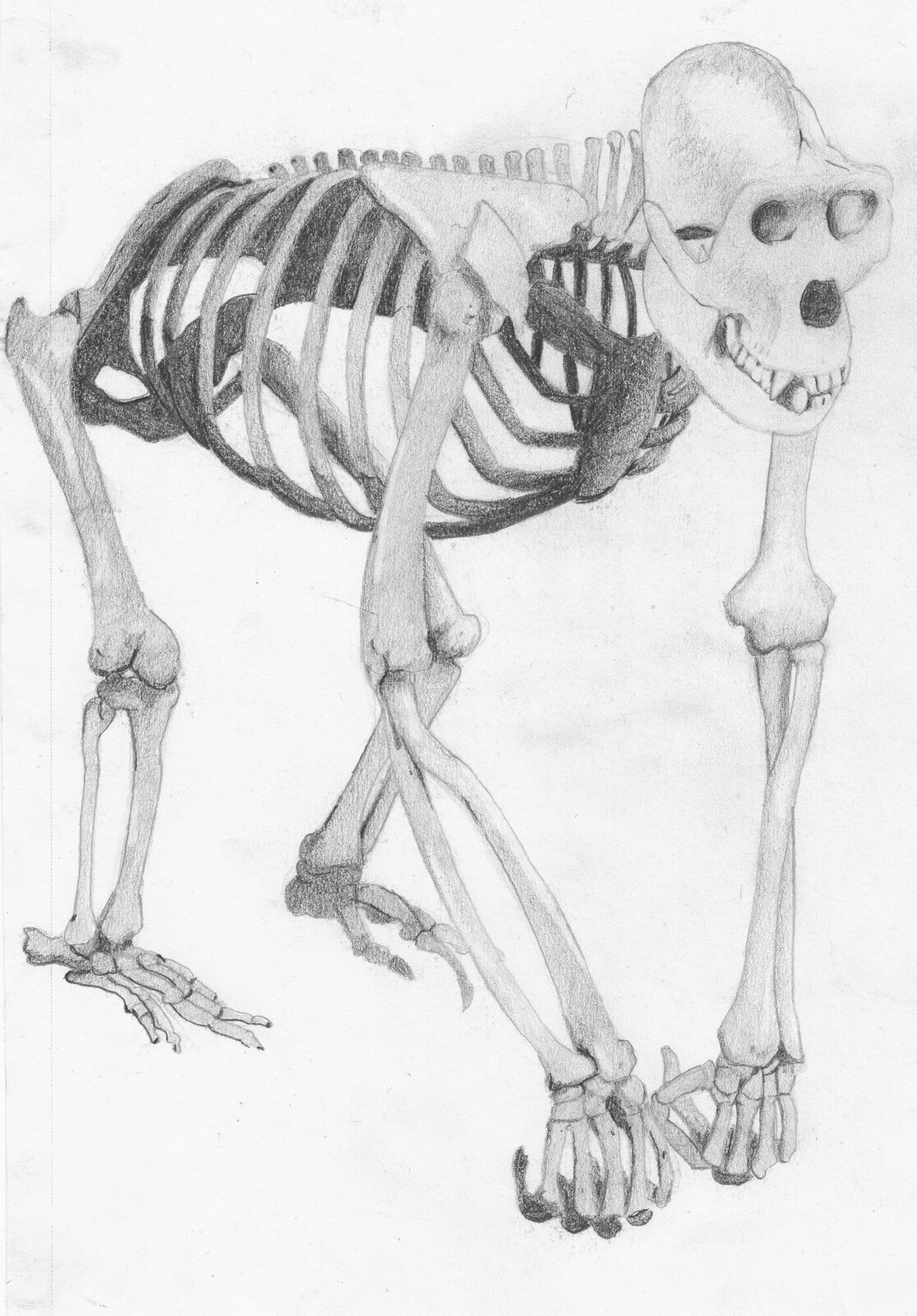 Gorilla Skeleton