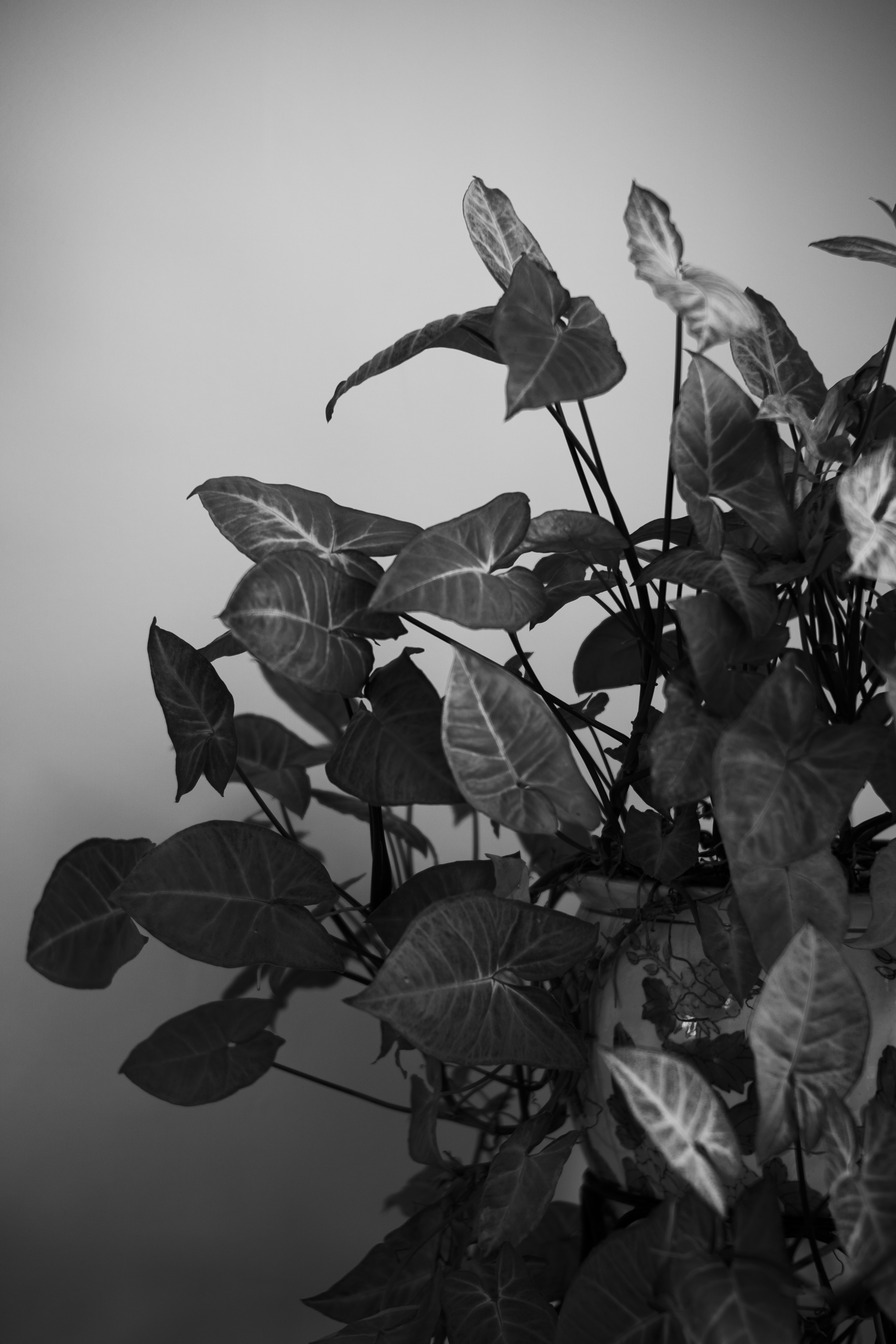 "The House Plant"