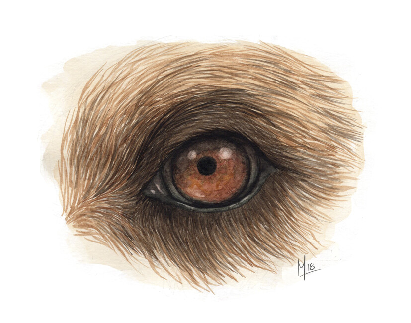 ArtStation - Animal eyes
