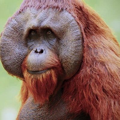Jacques defontaine orangutan 3