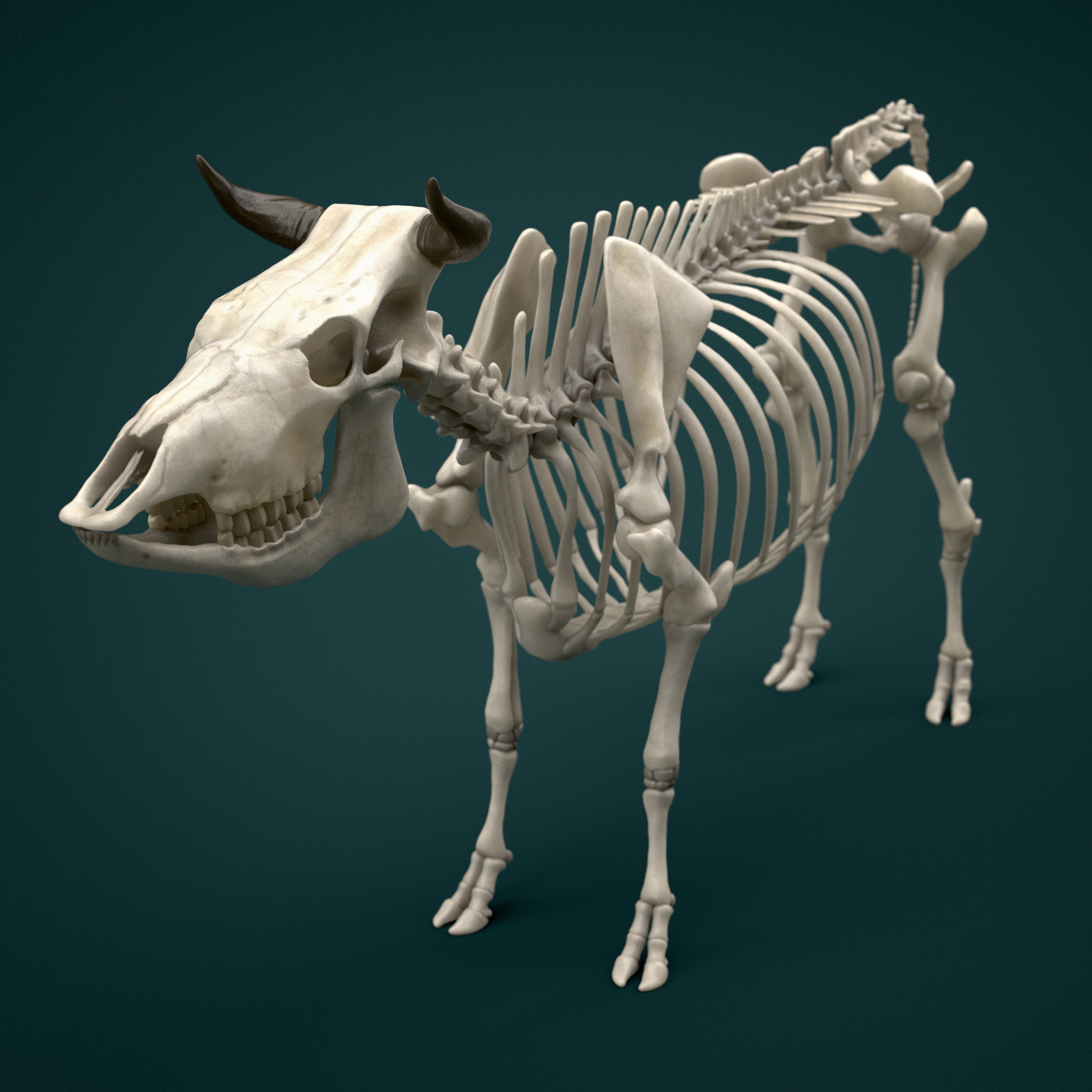 cow skeleton