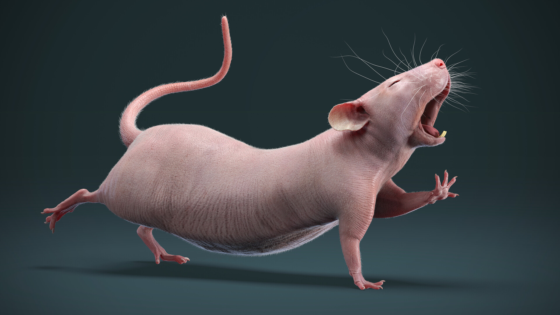 Hairless rat top