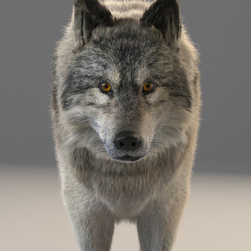 ArtStation - Realistic Wolf